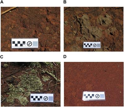 The Bacterial Microbiome Associated With Arid Biocrusts and the Biogeochemical Influence of Biocrusts Upon the Underlying Soil